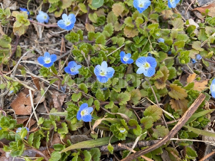 식물,flower,들꽃,작은꽃,파란꽃