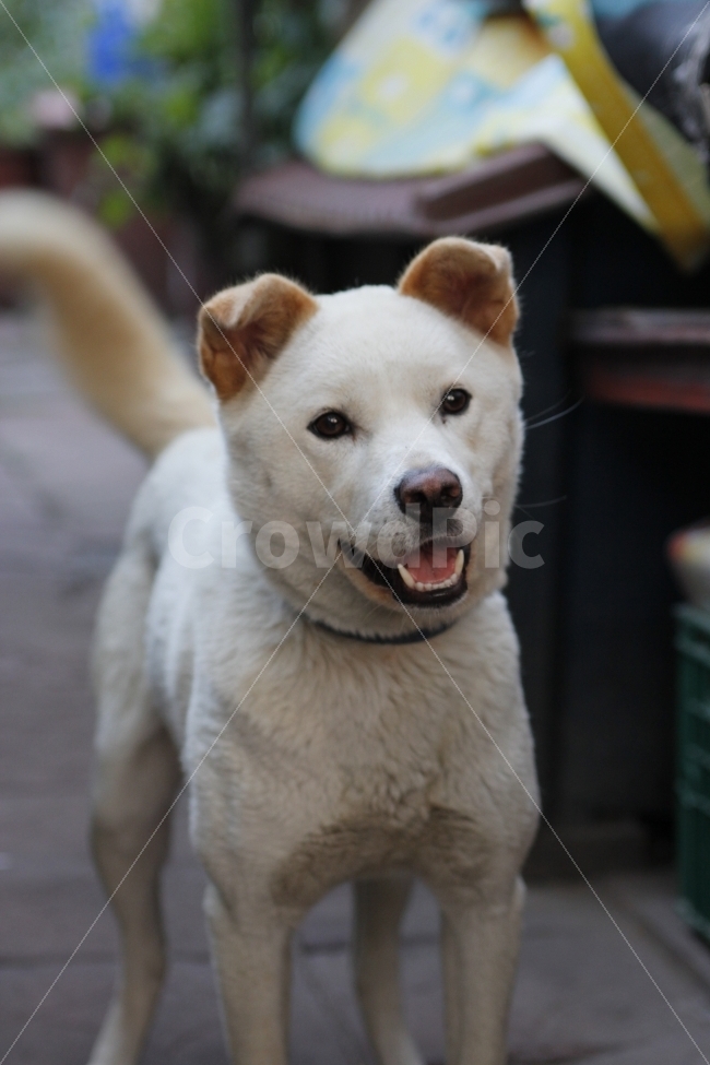 진돗개,개,dog,animal,jindodog,야외,놀이,애완동물,동물,작은,귀여운,웃음,사진,포유류,개과,outdoors,playful,cute,동물,animal,포유류,mammal,개,강아지,dog,doggy