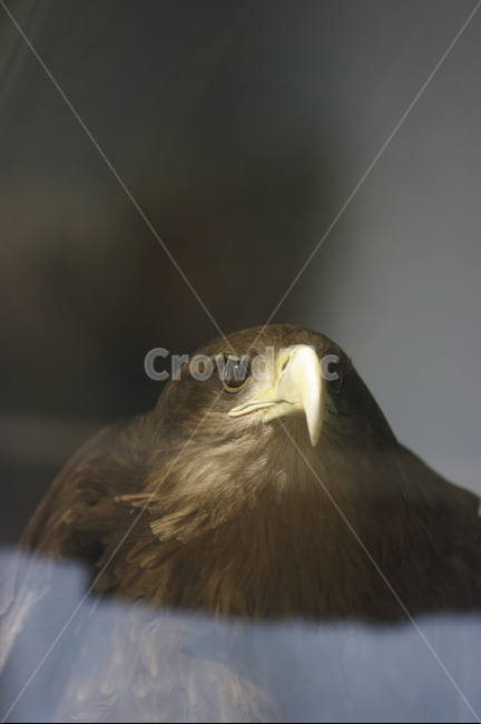 독수리,동물원,독수리얼굴,독수리눈빛,독수리부리,새부리,동물원새,동물,animal,조류,새,birds