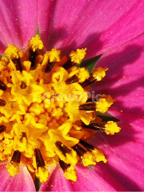 코스모스,cosmos,가을꽃,꽃,flower,꽃접사,식물,식물,자연,plants,nature,꽃,flower