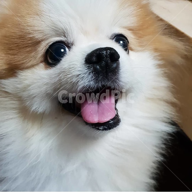 강아지,dog,puppy,포메라니안,개,반려동물,반려견,pomeranian,동물,동물,animal,포유류,mammal,개,강아지,dog,doggy