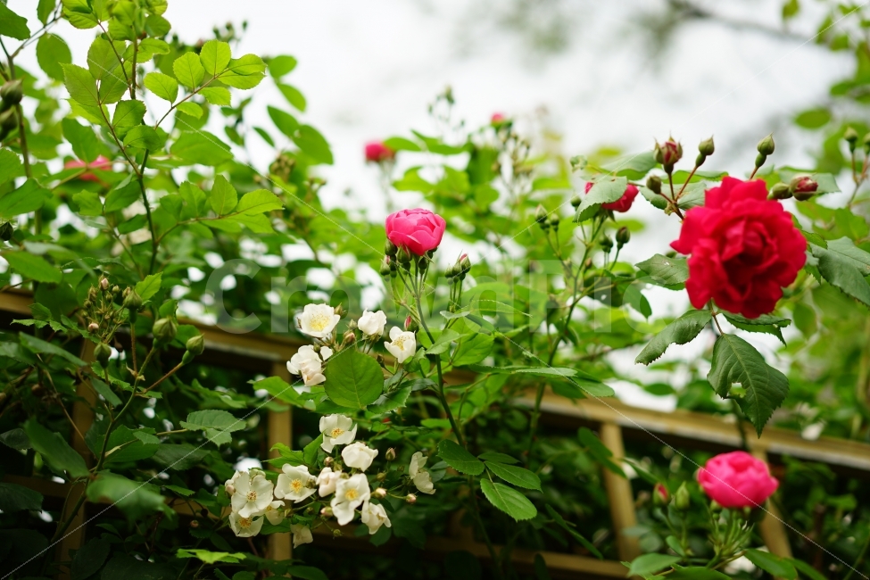 장미,꽃,플라워,레드,빨강,식물,화사,봄,여왕,아름다움,일상,스냅,행복,flower,로즈,rose,길,거리,찔레꽃,식물,자연,plants,nature,꽃,flower