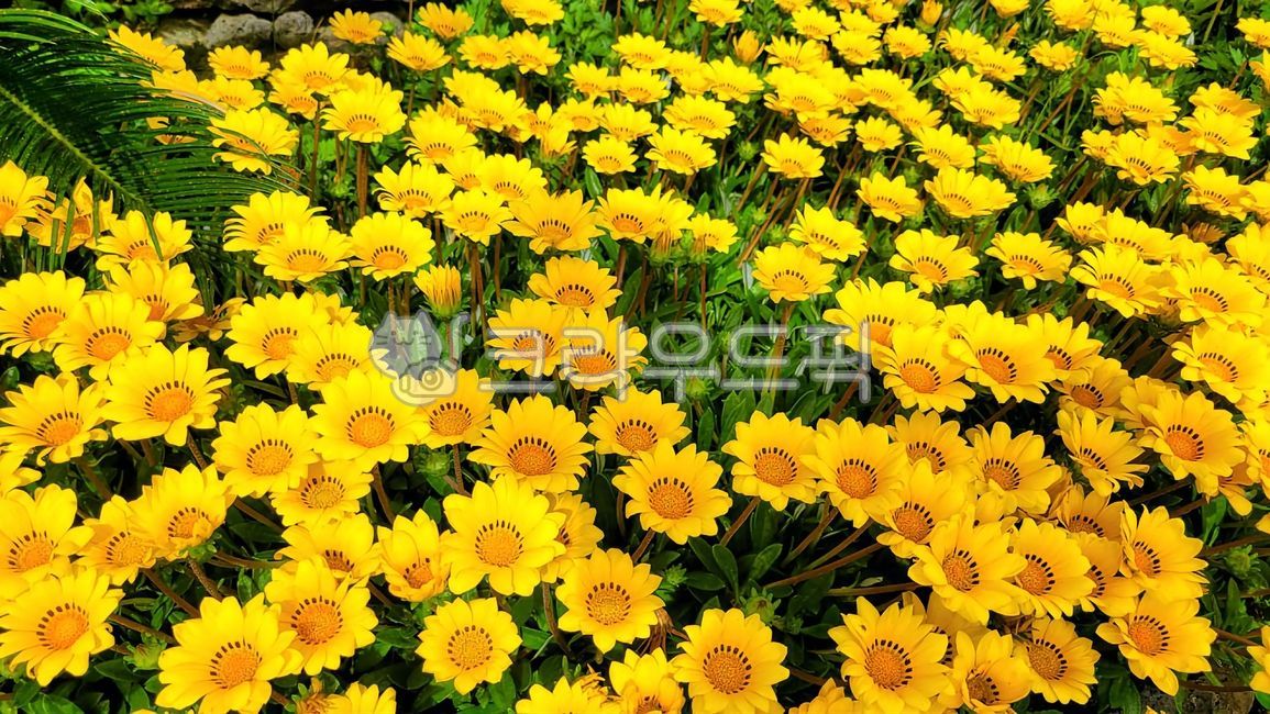 nature,landscape,flower,beauty,flower,yellow,yellow