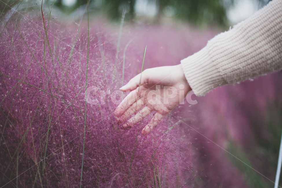 핑크뮬리,손,감성,핑크,느낌,가을,계절,fall,autumn,season,식물,자연,plants,nature,사람,인물,인간,human,person,신체일부,몸,body,여성,여자,woman,female,lady,plant