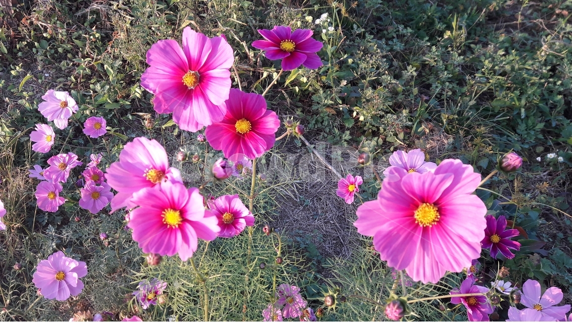 가을,꽃,식물,코스모스,색깔,가을,계절,fall,autumn,season,식물,자연,plants,nature,꽃,flower,plant,blossom,geranium,제라늄,petal,꽃잎