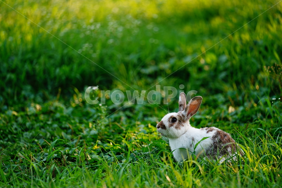 토끼,동물,생명,생물,자연,rabbit,animal,포유류,포유류,mammal