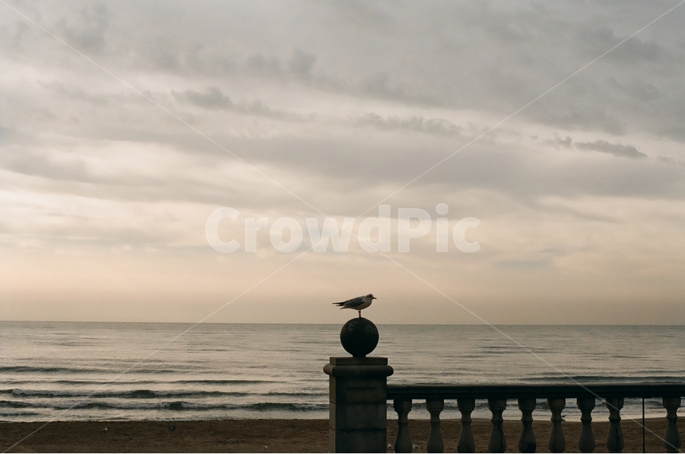 바다,갈메기,모래사장,노을,감성,동물,조류,gull,sea,seagull,스페인,해외,외국,세계,세계풍경,자연풍경,자연,도시,감정,spain,landscape,world,feeling,emotion,해변,바다,beach,sea,동물,animal,조류,새,birds,감성,sensible,feeling