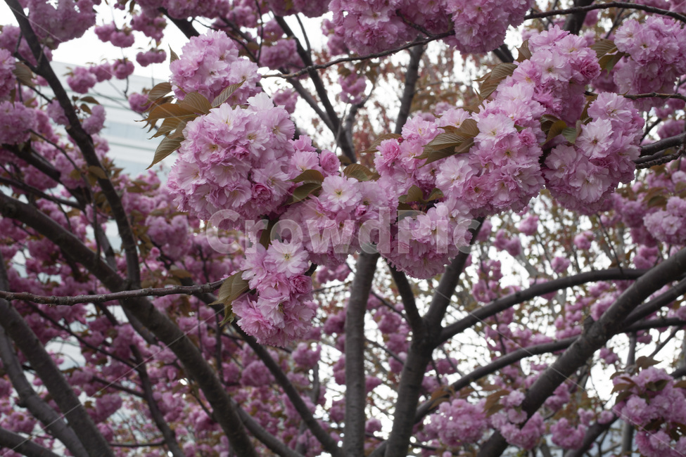 벚꽃,분홍색,봄,꽃,벚꽃나무,체리블라썸,cherryblossom,나무,자연,계절,핑크색,분홍,핑크,꽃나무,봄기운,나들이,nature,plant,감성,소풍,피크닉
