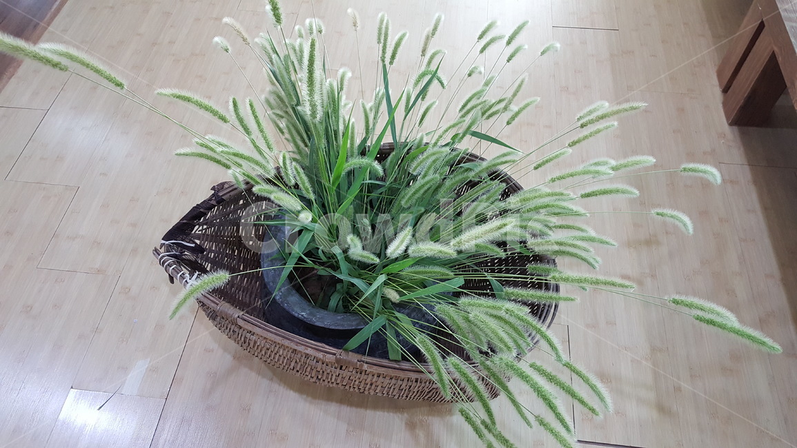 식탁장식,들풀,강아지풀,꽃꽂이,바구니장식,식물,자연,plants,nature,실내용화초,화분,화초,house plant,인테리어,실내디자인,interior design