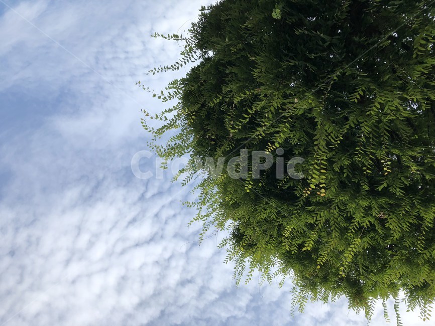 나무,초목,식물,plant,tree,하늘,자연,힐링,감성사진,자연,풍경,nature,landscape,vegetation