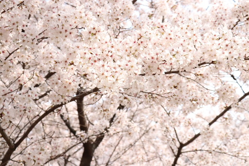 벚꽃,풍성함,화사함,아름다움,봄,4월,봄,계절,spring,season,식물,자연,plants,nature,꽃,flower,plant,blossom