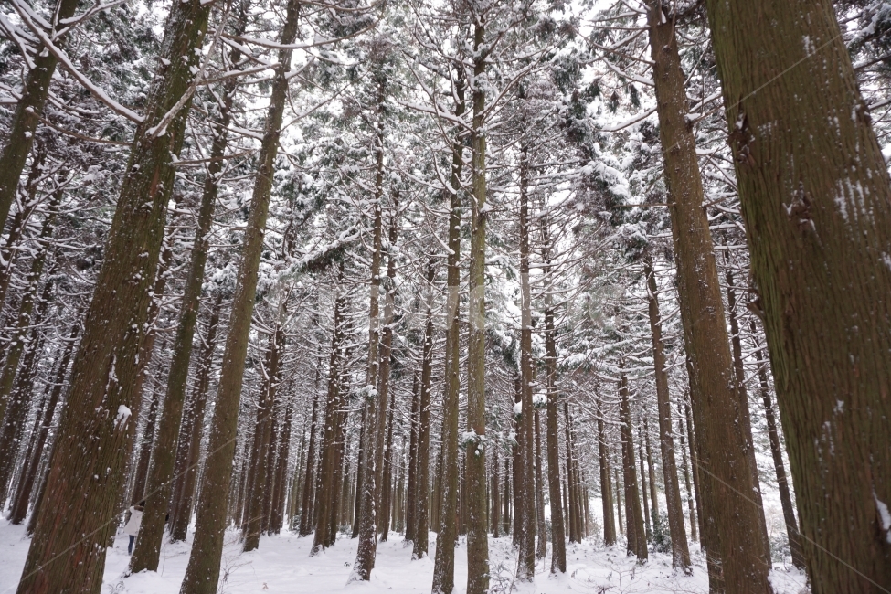 겨울,눈,삼나무,숲,설경,겨울,계절,winter,season,자연,풍경,nature,landscape,식물,plants,나무,trees,wood,tree,plant