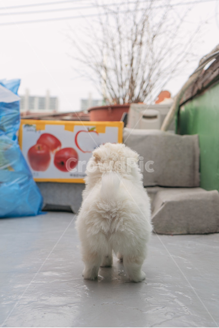 강아지,개,아기강아지,새끼,흰색,스피츠,동물,dog,puppy,털,장모종,뒷모습,귀여운,야외,우두커니,장애물,멍멍이,동물,animal,포유류,mammal,개,강아지,dog,doggy