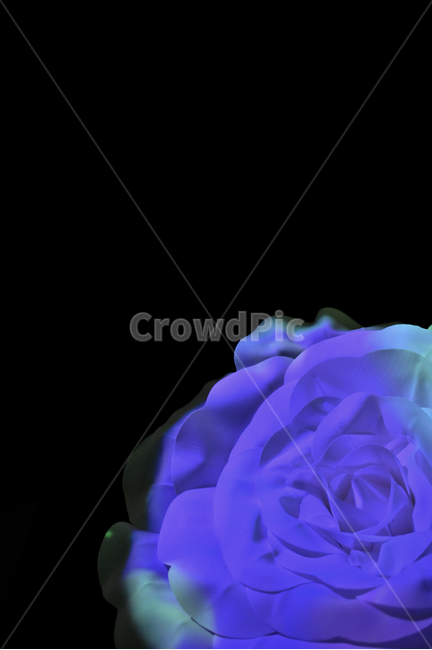 꽃,장미,조명,색감,led,꽃,flower,누끼,remove background
