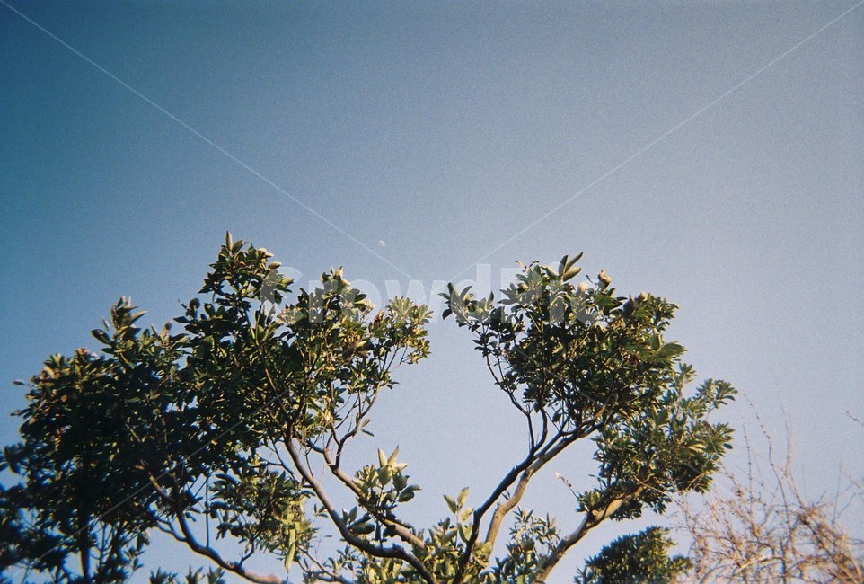 색감,필름,나무,감성,풍경,자연,풍경,nature,landscape