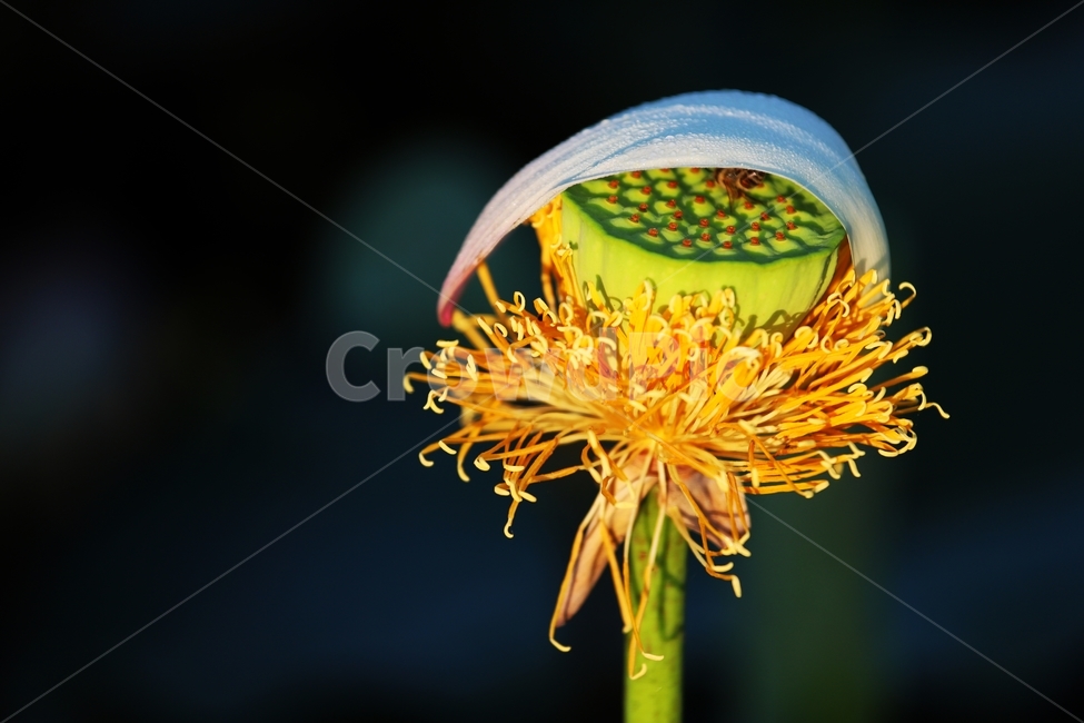 연꽃,연밥,화분,pollen,식물