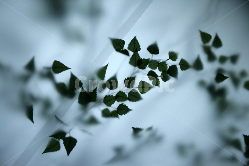 나무,잎,반사,빛,전시,식물,식물,자연,plants,nature,감성,sensible,feeling