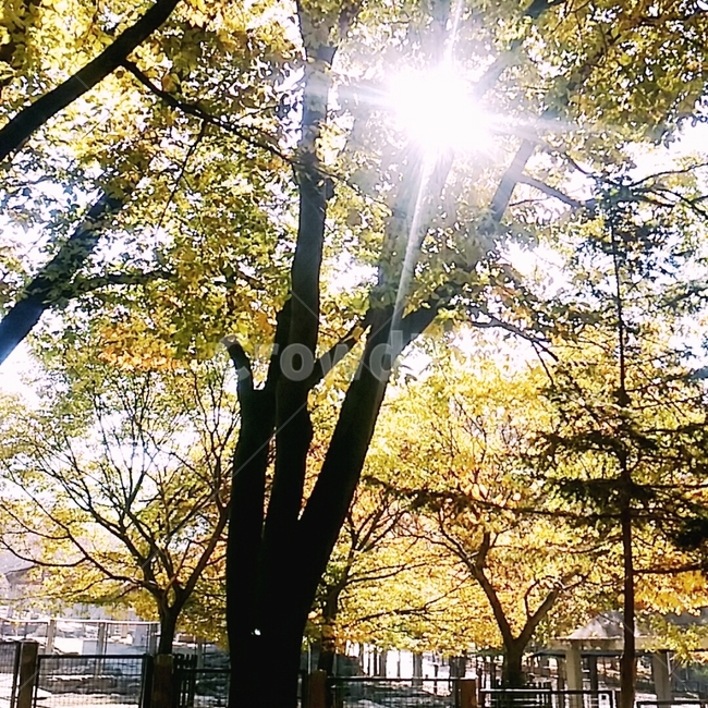 나뭇가지,숲,햇빛,빛,나무