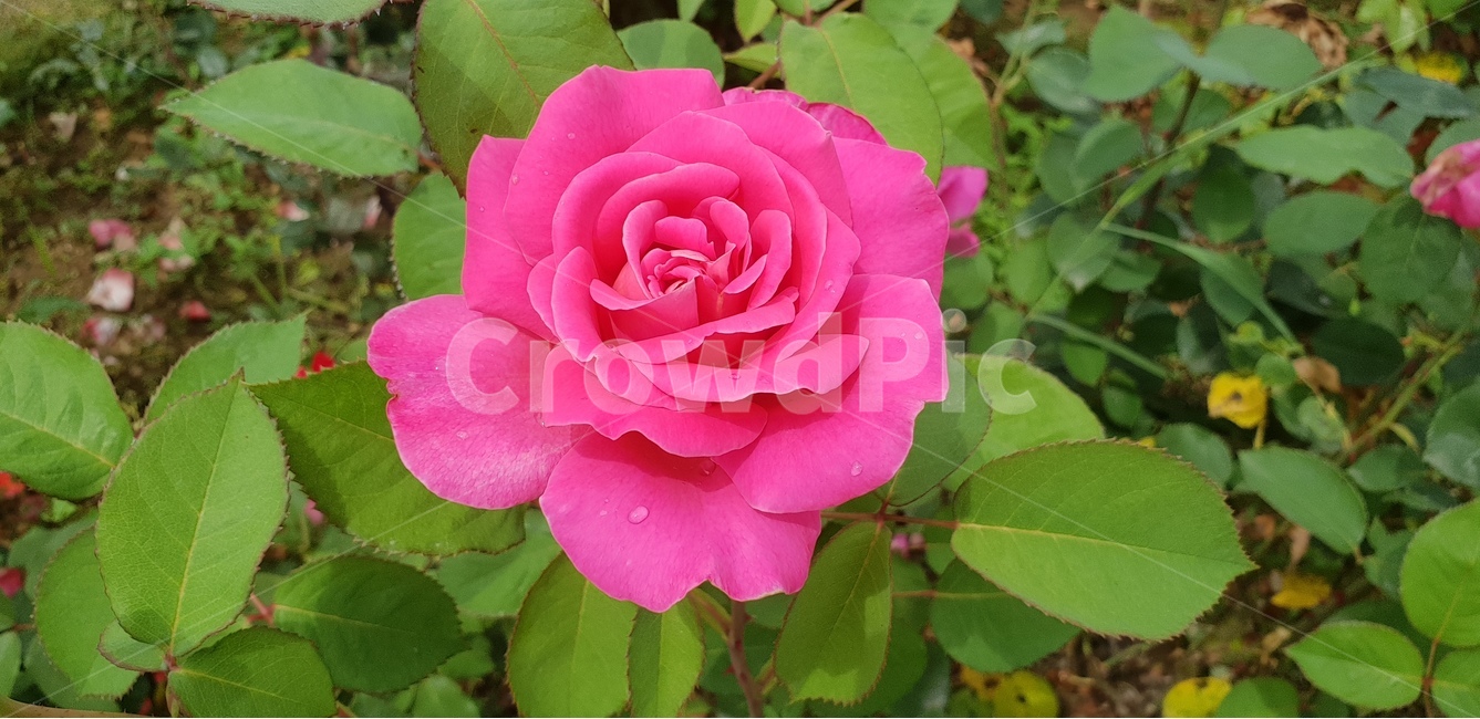 꽃,장미,로즈,핑크로즈,식물,식물,자연,plants,nature,꽃,flower