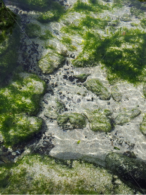 제주도,바다,파래,해조류,greenlaver,자연,풍경,nature,landscape,plant,식물,algae,조류