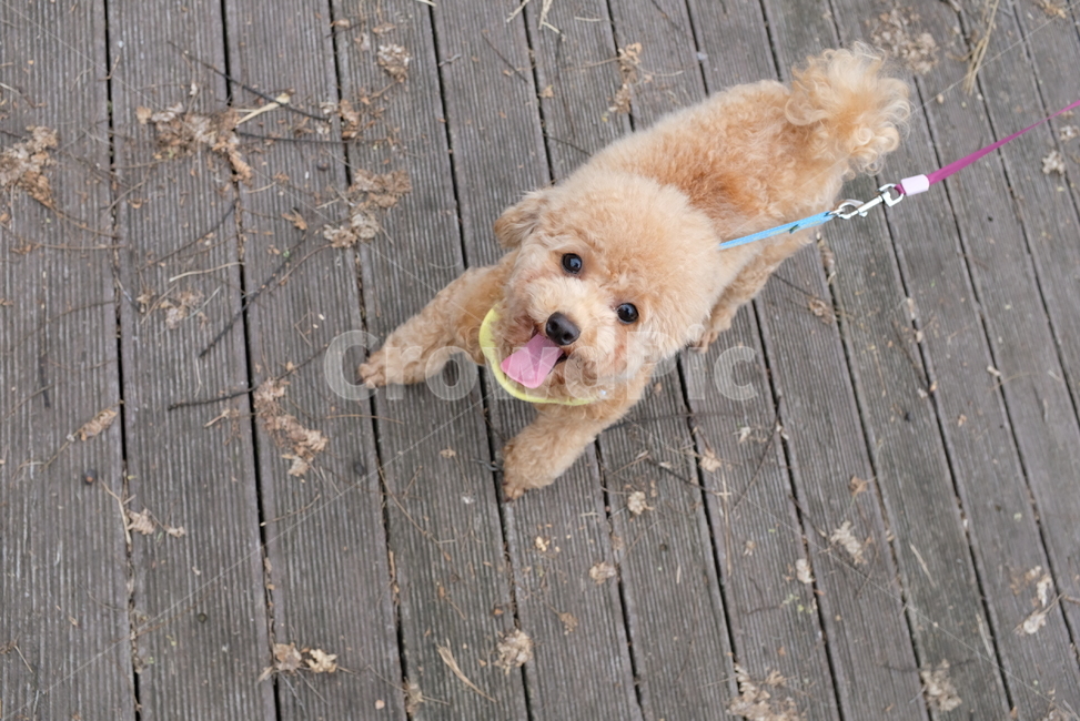 동물,강아지,개,푸들,산책,animal,dog,poodle,토이푸들,눈맞춤,털,brown,동물,animal,포유류,mammal,개,강아지,dog,doggy