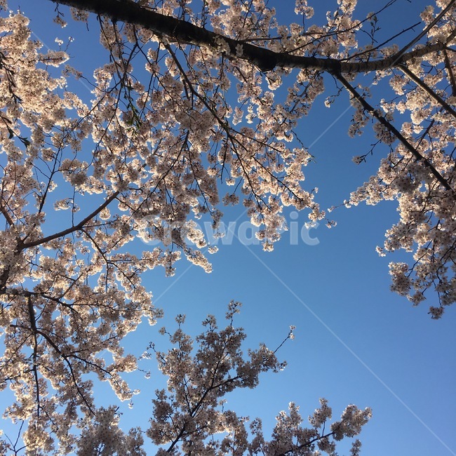 봄,꽃,벚꽃,나무,하늘,자연,봄,계절,spring,season,plant,식물,blossom,cherry blossom,flower