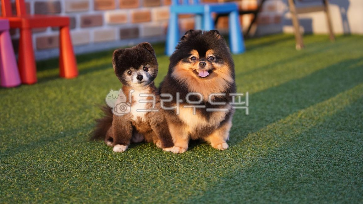 사이좋은,강아지,포메라니안,소형견,운동장,잔디,블랙탄,블랙,미소,온도차