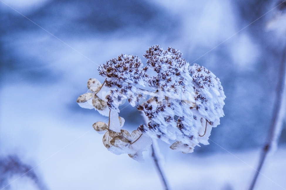 눈,설경,겨울꽃,꽃,겨울,겨울,계절,winter,season,식물,자연,plants,nature