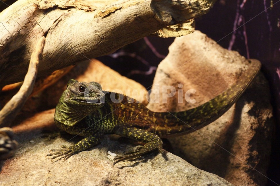 도마뱀,세일핀,리자드,lizard,sailpine,사육,귀여움,qute,수조,비바리움,테라리움,멋진,great,자연,nature