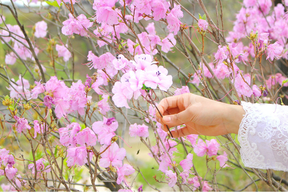 사람,감성사진,한복,꽃,풍경,풍경사진,손,전통한복,girl,peopel,hanbok,flower,진달래,봄,계절,spring,season,한국전통,한국문화,korean traditional,korean culture,한복,한국전통의상,hanbok,korean traditional clothes,식물,자연,plants,nature,꽃,flower,사람,인물,인간,human,person,신체일부,몸,body,여성,여자,woman,female,lady,plant