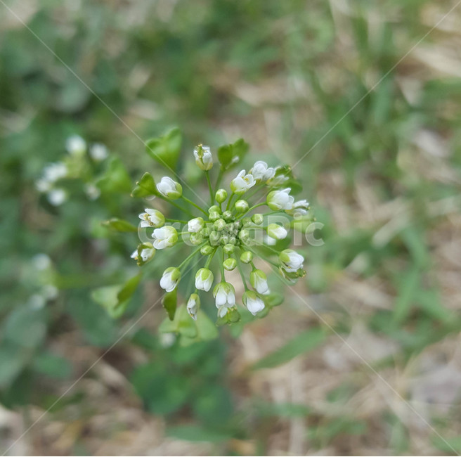 꽃,flower,야생화,생화,근접