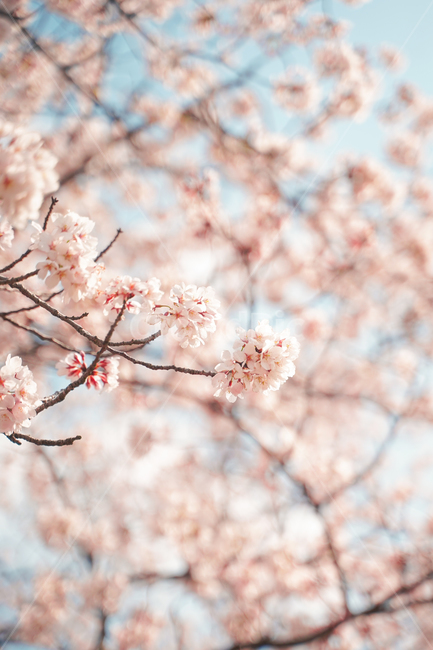 봄,봄하늘,벚꽃,봄꽃,그림,만개,봄,계절,spring,season,꽃,flower,plant,blossom