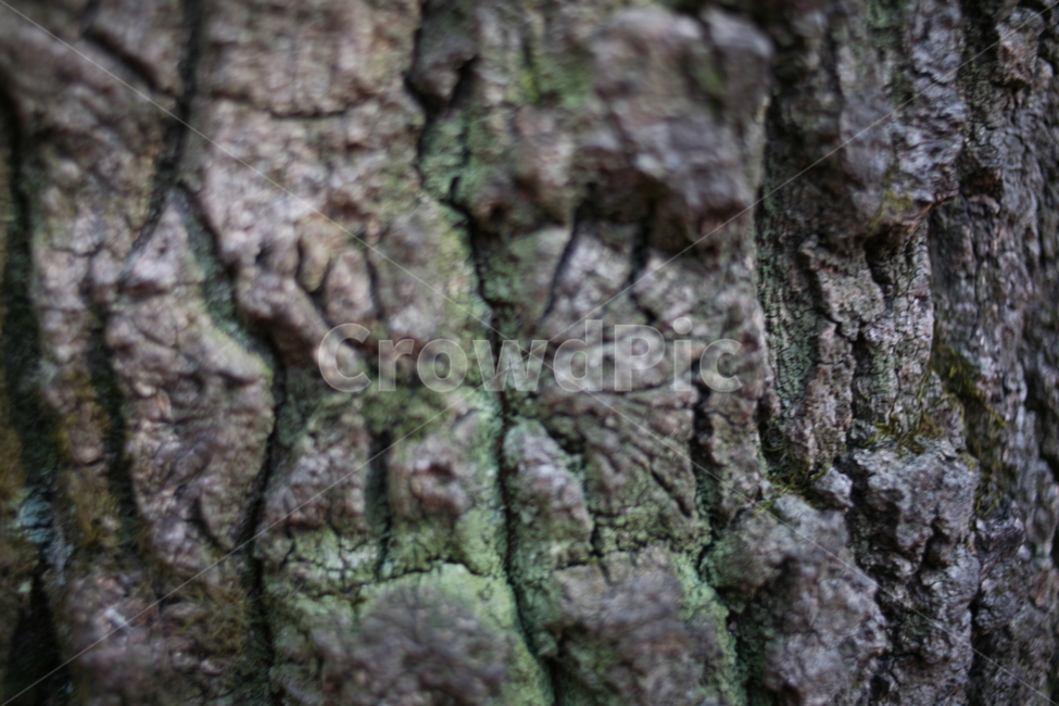 나무,tree,북한산,산,mountain,forest,숲