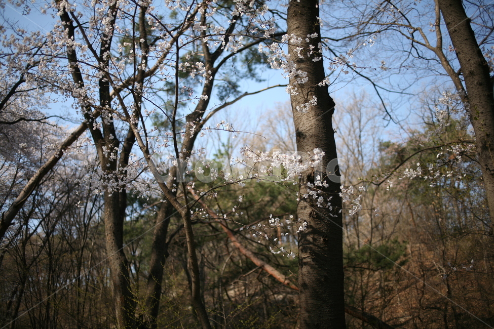 풍경,꽃,벚꽃,봄,나무,tree,flower,cherryblossom,blossom