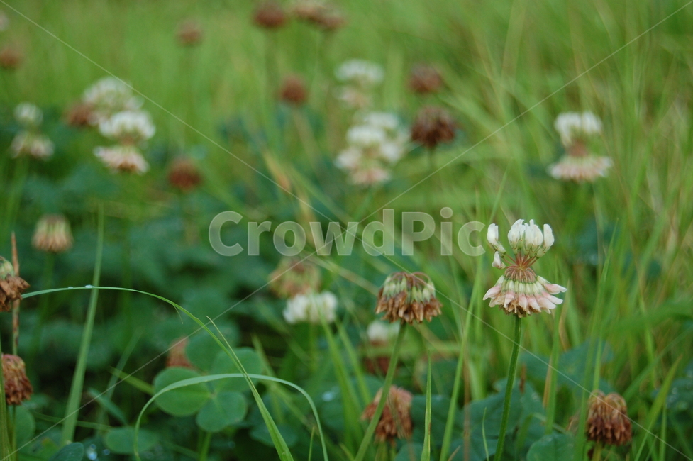 꽃,flower,식물,들꽃,잔디,plant,식물,자연,plants,nature