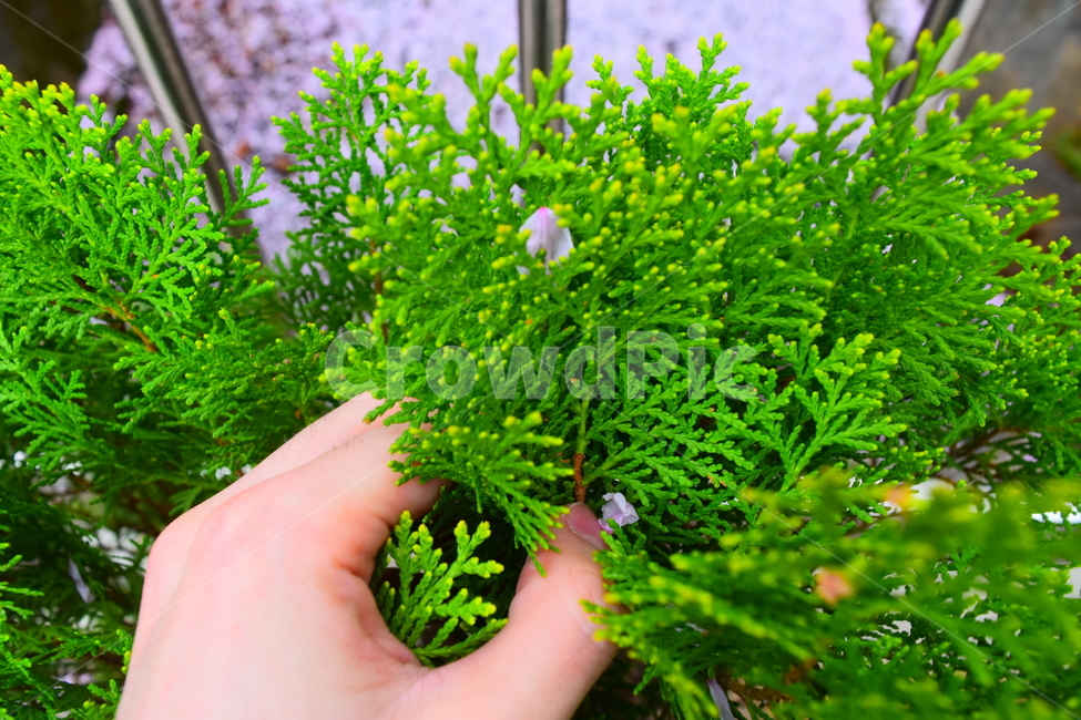 봄,벚꽃,풀,손,감성,식물,자연,plants,nature,사람,인물,인간,human,person,신체일부,몸,body