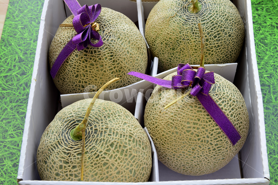 멜론,메론,과일,열매,열대과일,리본,박과,박스,melon,fruit,food,plant,ribbon,box,음식,식재료,요리,food,cook,meal,dishes,food reserves,과일,열매,fruit