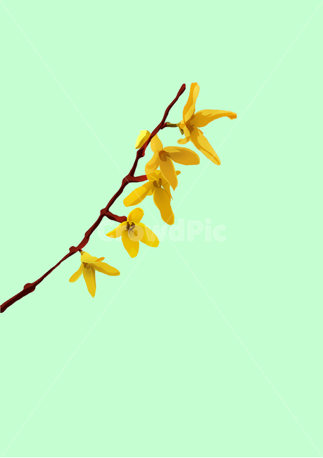 plant,식물,개나리,4월,꽃,노랑
