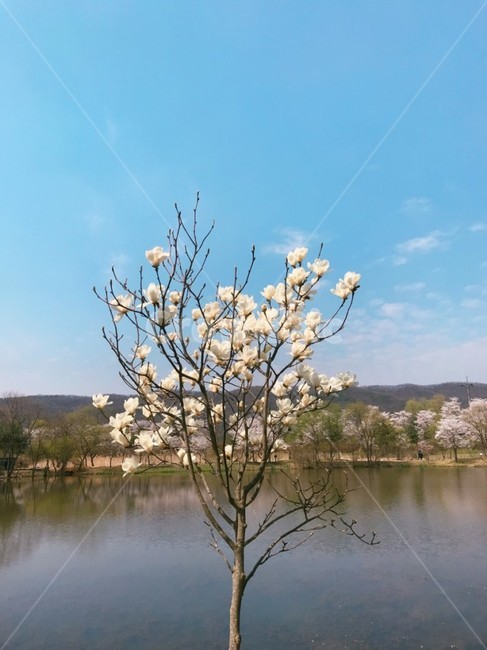 목련,나무,목련나무,봄,꽃나무,하얀꽃,목련꽃,magnolia