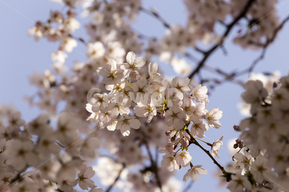 벚꽃,벚나무,cherryblossoms,봄꽃,벚나무꽃,흰꽃,식물,자연,plants,nature,꽃,flower