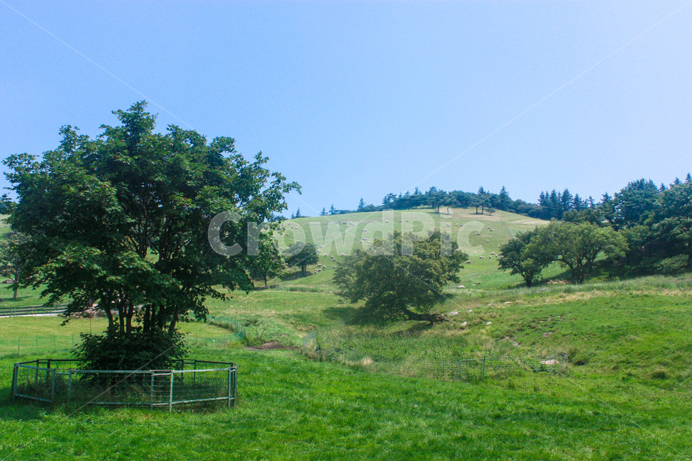 목장,산,강릉,나무,하늘,양,들판,farm,숲,산책,여유,풍경,자연