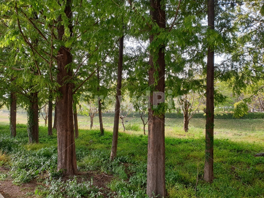 tree,나무,plant,식물,메타세콰이어,경상대정문,나무줄기,treetrunk