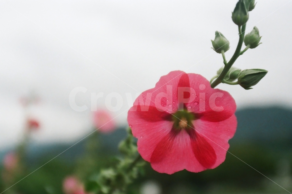 접시꽃,꽃,감성,분위기,필름사진,식물,자연,plants,nature,꽃,flower,감성,sensible,feeling