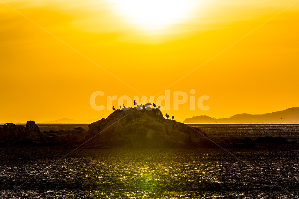 영흥도,갯벌,철새,풍경,바닷가,섬,낙조,석양,황혼,감성,자연,풍경,nature,landscape,한국자연풍경,한국자연경관,korea nature landscape,outdoors,옥외