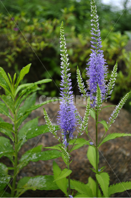 긴산꼬리풀,꽃,식물,flower,plant,식물,자연,plants,nature,꽃,flower