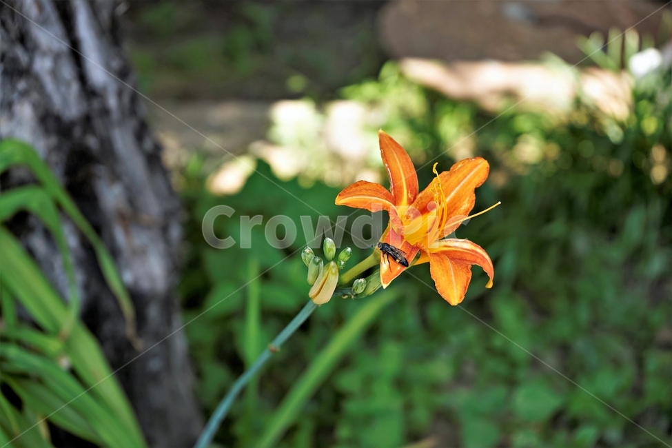 꽃,식물,원예,암술,정원,식물,자연,plants,nature,꽃,flower