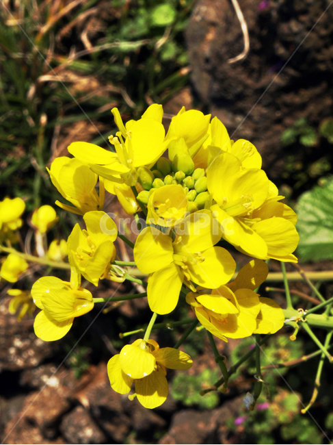 유채꽃,노란색,봄,유채기름,기름,식용,작물,식물,자연,plants,nature,꽃,flower