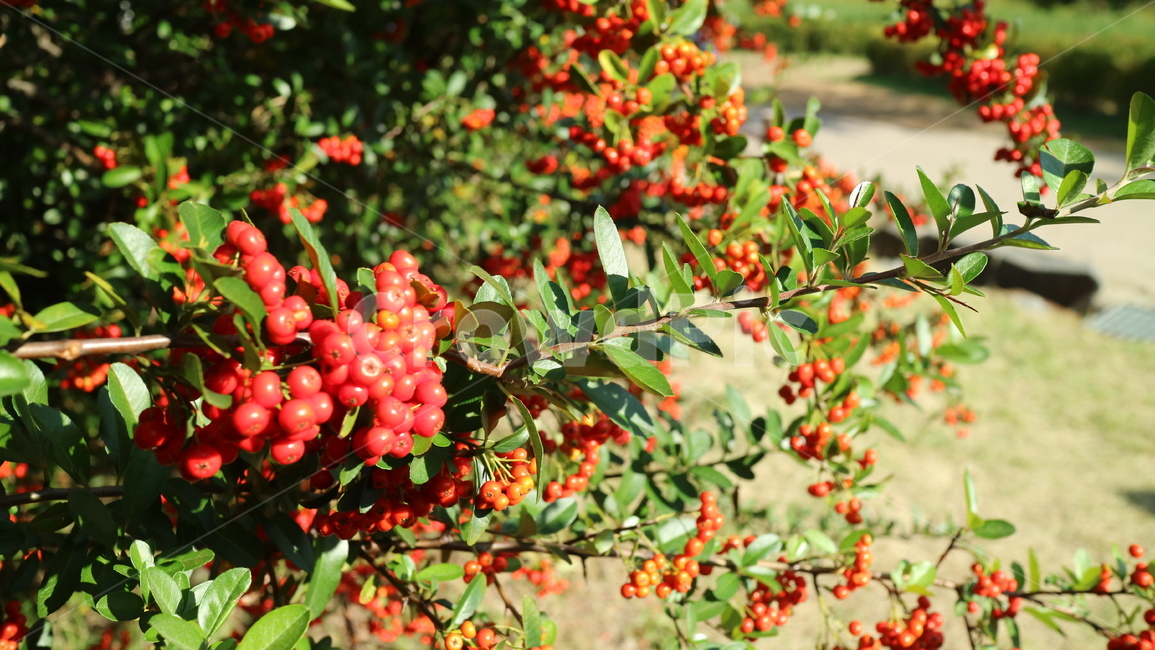 plant,식물,열매,가을,빨강,빨간열매,과일,열매,fruit