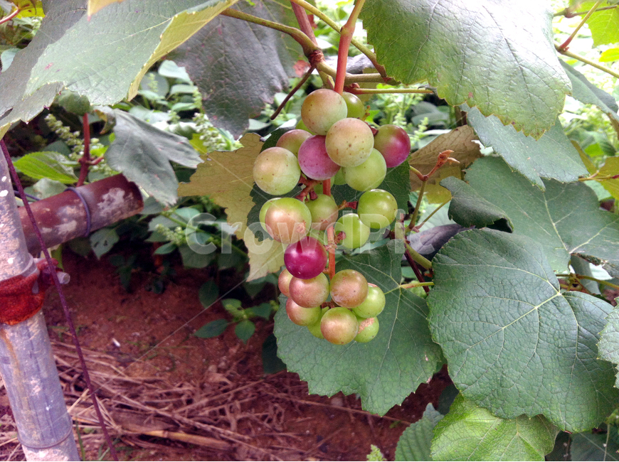 포도,나무,잎사귀,줄기,녹색,식물,plants,grape,tree,식물,자연,plants,nature,과일,열매,fruit