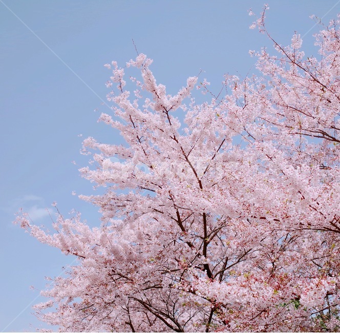 봄,벚꽃,spring,cherryblossom,김성사진,사쿠라,flower,봄,계절,spring,season,식물,자연,plants,nature,나무,trees,wood,감성,sensible,feeling,plant,꽃,blossom